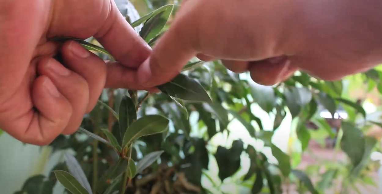 Soupe bolivienne Picana - Étape 9